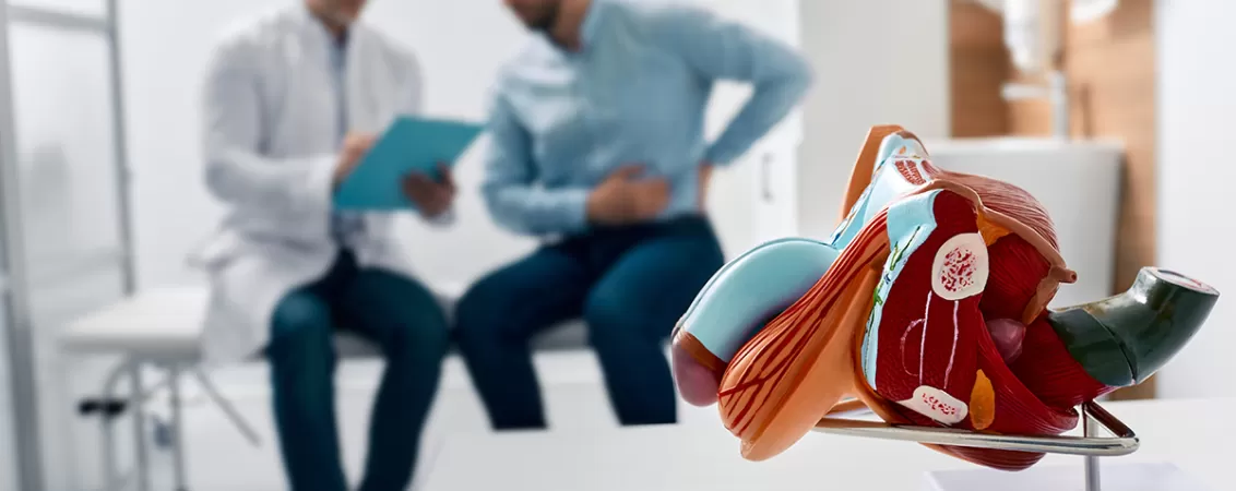 Model anatomic al sistemului reproducator masculin pe masa, cu un medic si un pacient in fundal.