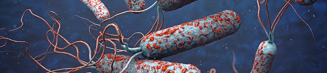 bacterie responsabila de holera, sub microscop