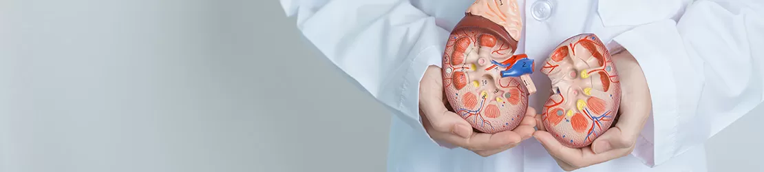 Doctor prezinta macheta a rinichilor