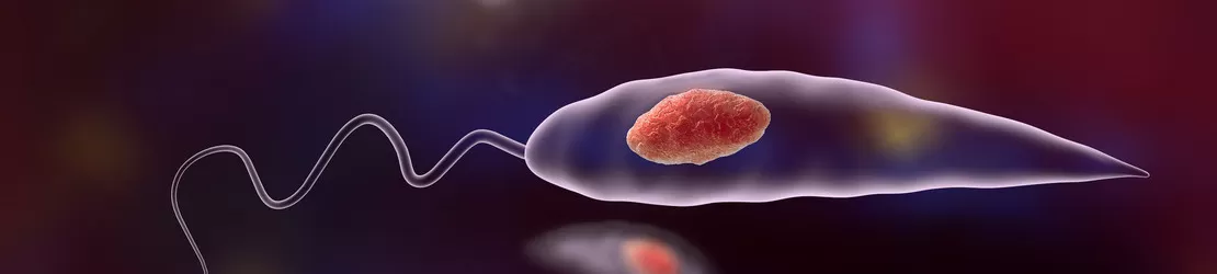 ilustrare grafica pentru parazitul Leishmania