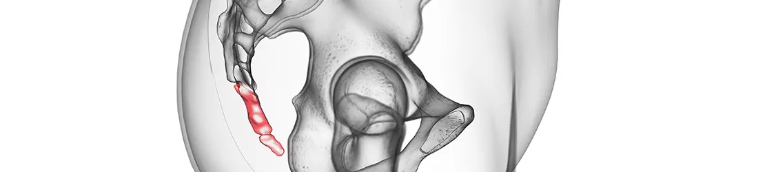 Ilustratie a coccisului