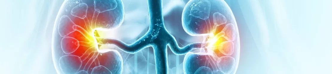 ilustratie cu rinichi