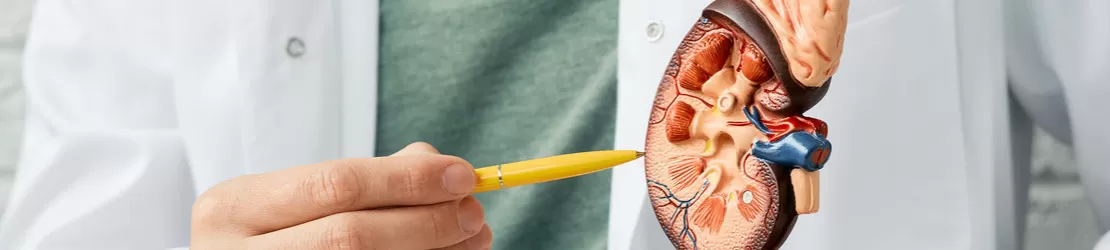 macheta cu un rinichi uman pe biroul unui medic