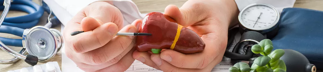 Personal medical in cabinet care analizeaza o macheta a ficatului uman