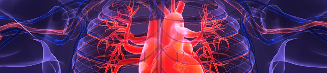 Anatomia inimii in sistemul circulator uman