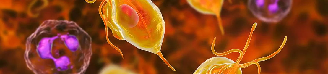 Imagine microsopica a bacteriei Trichomonas