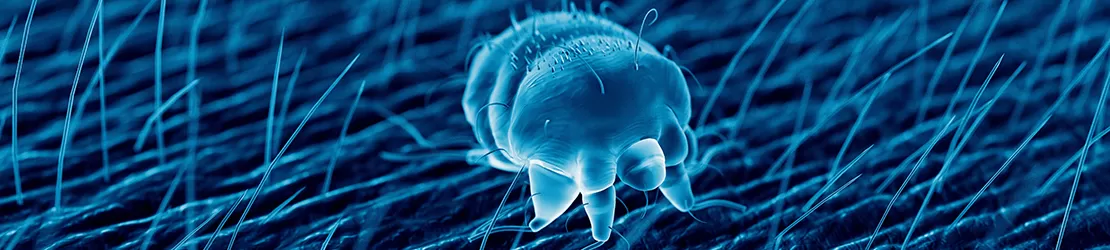 Randare 3d a parazitului care provoaca raia