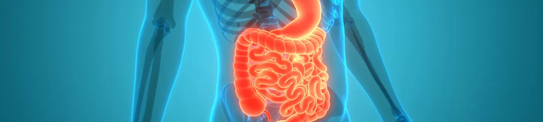 Reprezentare grafica pentru intestinul gros si intestinul subtire uman