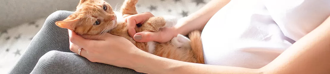 Pisica purtatoare a parazitului toxoplasma gondii care provoaca toxoplasmoza