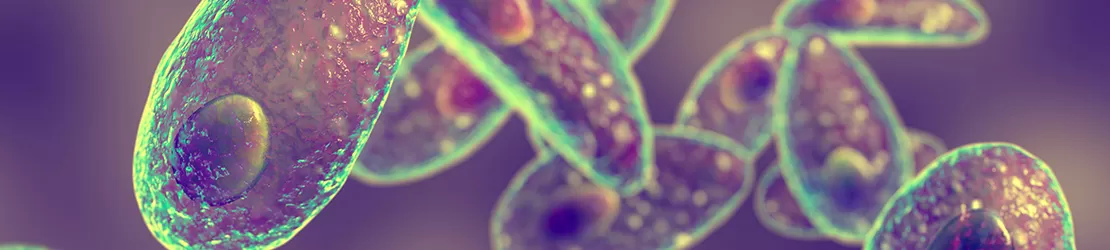 Reprezentare grafica pentru parazitul care provoaca toxoplasmoza