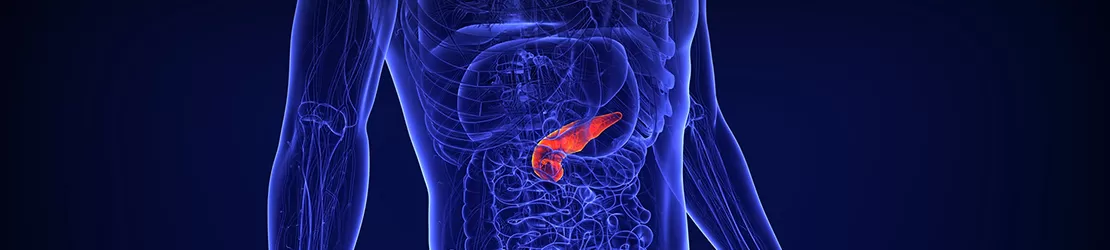 Ilustratie a pancreasului uman in contextul sistemului digestiv si endocrin