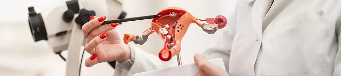 Medic aratand spre un model al sistemului reproducator feminin