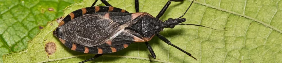 Insecta triatoma, cunoscuta drept "kissing bug", responsabila pentru transmiterea bolii Chagas