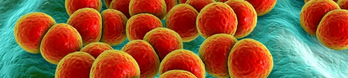 Ilustratie 3d a bacteriei Streptococcus pneumoniae gram pozitiva, evidentiind peretele celular