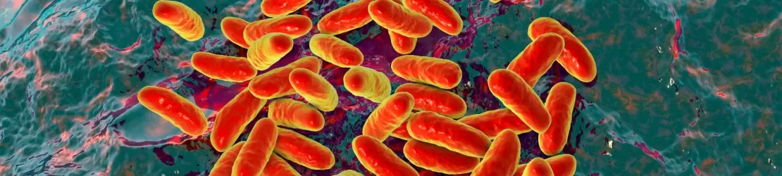 Bacteria Haemophilus influenzae responsabila de infectii respiratorii