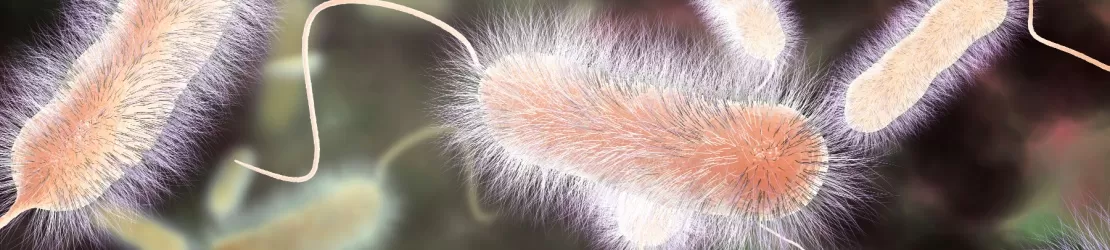 Bacterie Legionella pneumophila, agentul cauzal al bolii Legionnaires