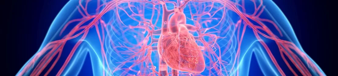 Ilustrare 3d anatomie masculina sistem cardiovascular complet