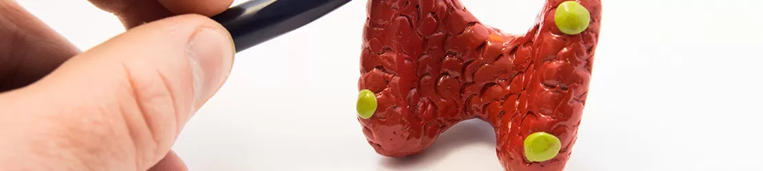 Medic explica anatomia glandei paratiroide, aratand detalii si functiile acesteia intr-o prezentare medicala