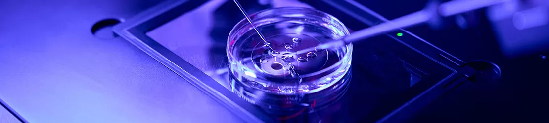 Prim plan cu micromanipulare a celulelor germinale in laborator, utilizand instrumente de precizie pentru proceduri de reproducere asistata