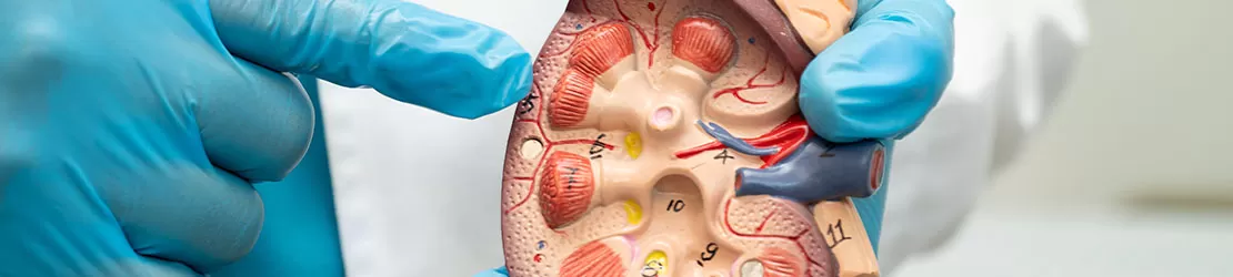 Medic prezinta un model anatomic pentru explicarea bolii cronice de rinichido
