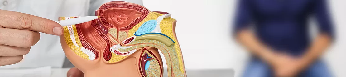 medic indicand prostata pe un model 3d, in timpul unei consultatii urologice