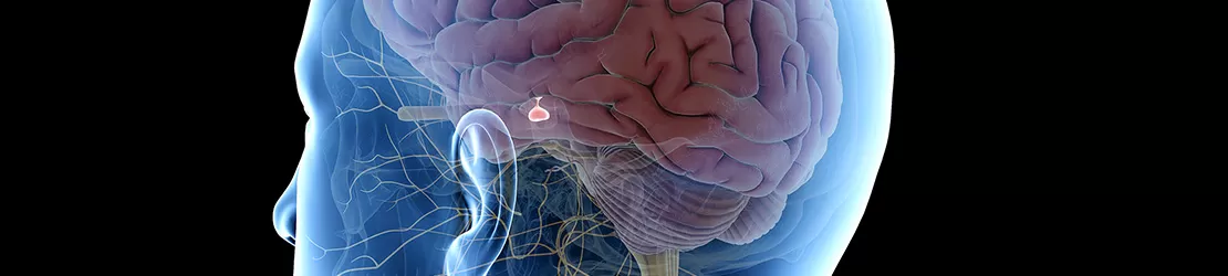 Ilustratie 3d a glandei hipofize