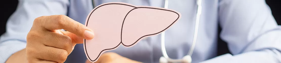 medic tinand in mana un model 2d al unui ficat