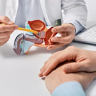 Model anatomic cu sistemul reproducator masculin